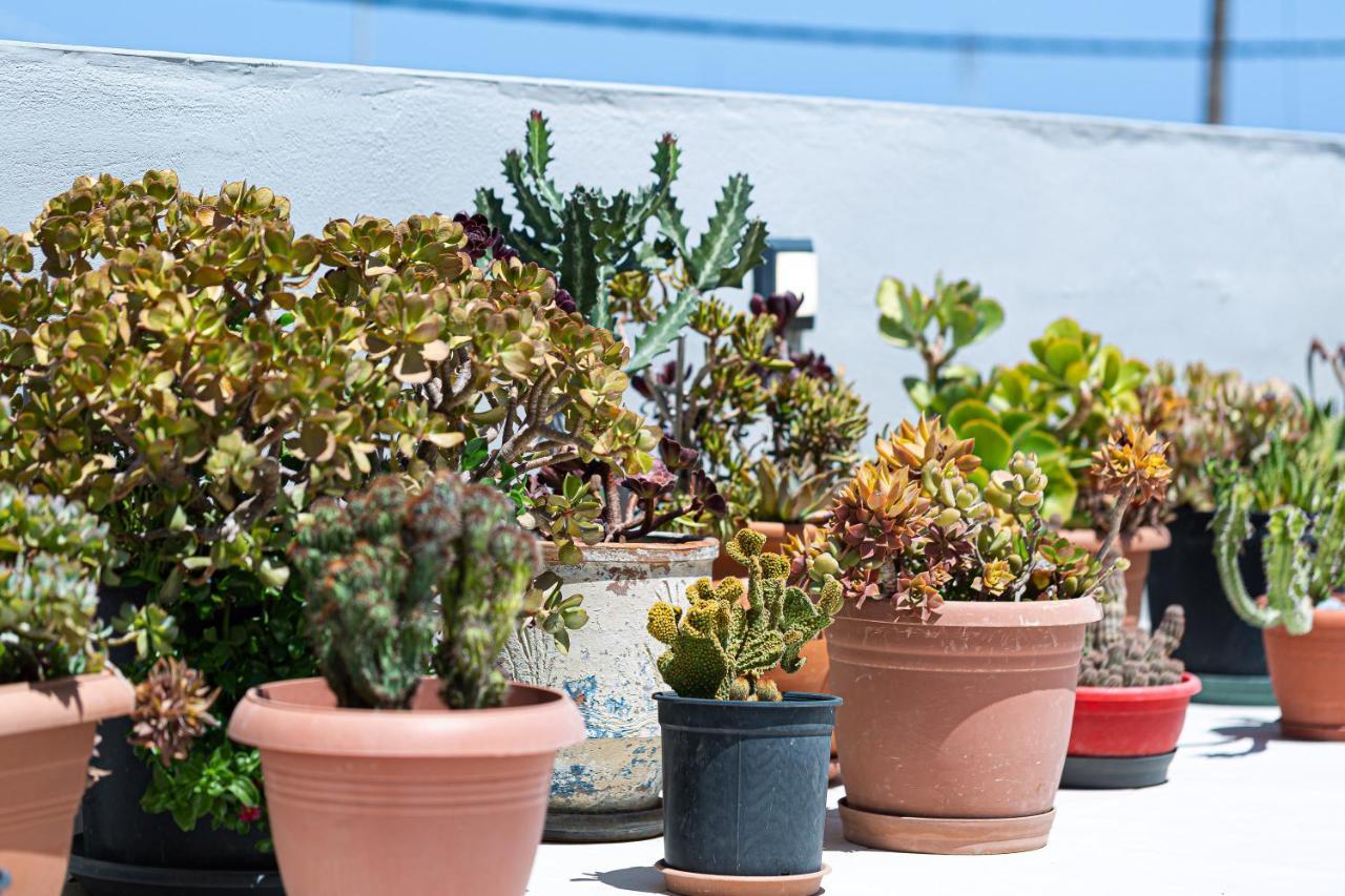 Cactopia Apartments- Hoya-Aeonium 레팀노 외부 사진