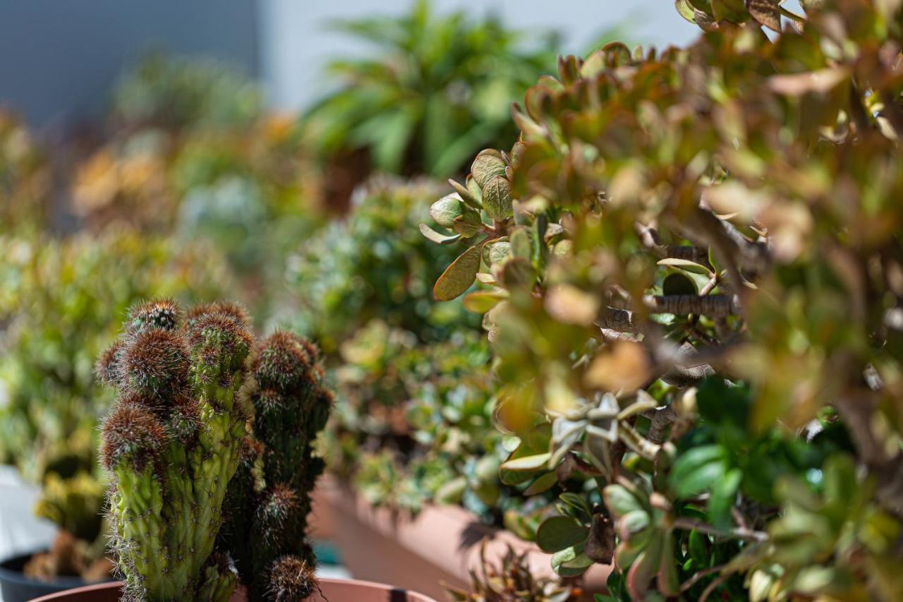 Cactopia Apartments- Hoya-Aeonium 레팀노 외부 사진